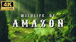 Amazon 4K Wildlife - Creatures Inhabiting the Jungle | Amazon Rainforest | Relaxation Film