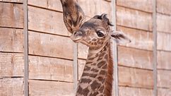 MEET TINO! Adorable baby giraffe born at Houston Zoo - see cute photos!