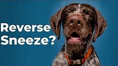 What Reverse Sneeze in Dogs Sounds Like