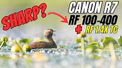 Canon R7 - How does it perform with the RF 100-400 and the RF 1.4 Teleconverter? Bird Photography !