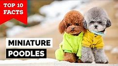 Miniature Poodle - Top 10 Facts