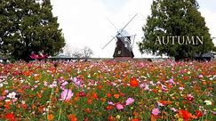 【4K Cosmos and Autumn Roses】In the Tokyo metropolitan area, Autumn Flowers are blooming gloriously.