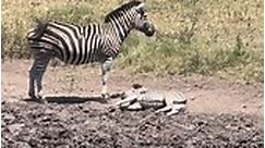 Zebra Takes a Power Nap ❤️🦓 #animals #safari #wildlife #nature #zebra | Wildest Kruger Sightings