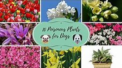 Top 10 Poisonous Plants for Dogs