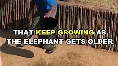 Elephant | The Largest Land Animal On Earth