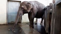 Elephant at zoo wows researchers with self-taught trick