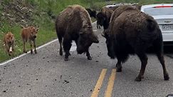 Bison Butt Heads Among Traffic at Yellowstone National Park