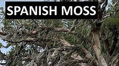About SPANISH MOSS on Live Oak Trees, along the Gulf, Tallandsia usneoides, Biloxi, Mississippi