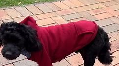 Dog Hoodie Sweatshirts Puppy Sweater Hooded Clothes Winter Warm Pet Dog Coats with Pocket for Small Medium Dogs Cats Outfits (Orange, Small)