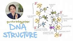 7 Important Parts of DNA Structure [subunits, bonds, and ends]