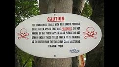 Manchineel Tree - The Tree to Stay Away From