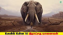 உலகில் உள்ள 10 மிகப்பெரிய யானைகள்! 10 Biggest Elephants In The World!