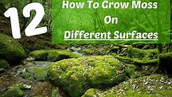 How To Grow Moss On 12 Different Surfaces Step By Step | Outdoor Moss