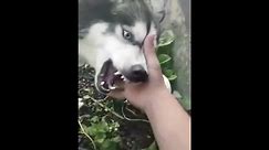 Heavy metal husky dog doing cover with his mouth