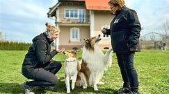 Die tierischen Stars aus Wang: Wo „Lassie“ & Co. für die Karriere vor der Kamera trainiert werden