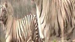 White Tigers At Delhi Zoo | Delhi Zoo Tigers | New Delhi Have 2 White Tigers | Shorts | Viral Video