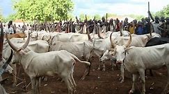 Cattle rustlers kill 23 in northern Nigeria | The Guardian Nigeria News - Nigeria and World News