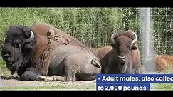 Largest Bison in the world