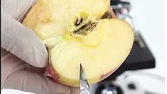 Microscope - Fruit Apple