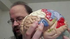 Detours: Understanding Acquired Brain Injury: Frontal Lobe Injuries