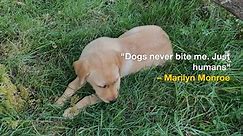 😄🐕‍🦺 Funny Dog Quotes From the Quirky to the Hilarious #dog #dogquotes | The Labrador Site