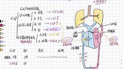 中心静脉压（CVP）和血压（BP）及补液间的关系