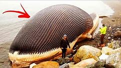 Top 10 biggest animals in the world by their size.
