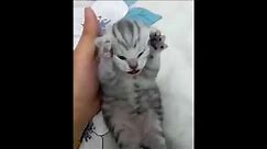 Dramatic Kitten Meme Template | Screaming Cat Meme