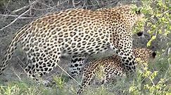 Female Leopard waking male and mating