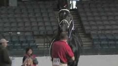 Windermere Farms World Champion Percheron Stallion