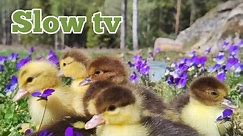 Ducklings first swim muscovy duck Minute by minute, slow TV, dog TV