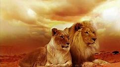 ► Beautiful Lion Wallpaper Images / Best Free Wild Animal Screensaver Pictures ◄
