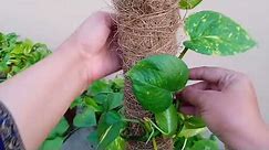 How to arrange Money Plant around Coir Stick and Bamboo Stick#pothos