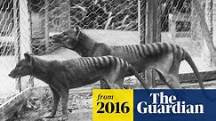 Is there evidence the Tasmanian tiger still exists?