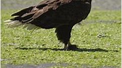 The bald eagle (Haliaeetus leucocephalus) #baldeagle #eagle #reels #facebookreels #reelitfeelit | Tohid Azimi