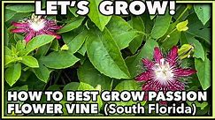 HOW TO GROW PASSION FLOWER VINE