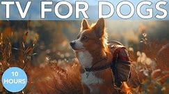 10 Hours Relaxing TV for Dogs: Fun Adventures for Bored Dogs!