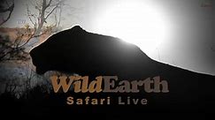 Join us on a LIVE safari in South Africa as we search for wildebeests, crocodiles and zebras!