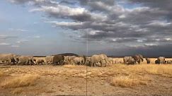 Largest Elephant Herd I've Ever Seen