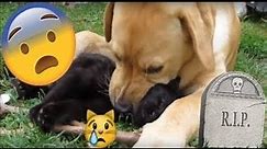 DOG EATS CAT 😱😨😰 BONES CRACKING 😿😿😿