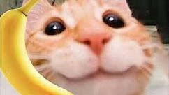 cat banana phone meme