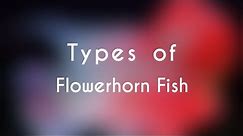 Types of Flowerhorn Fish
