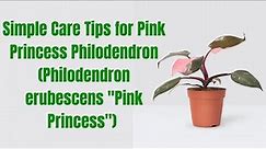 Pink Princess Philodendron Care Guide Tips for Gorgeous Foliage