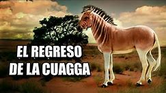 🦓 La CUAGGA vuelve a correr en Sudáfrica! #Equus quagga quagga 🦓