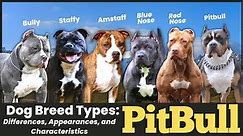 Pitbull Dog Breed Types: Differences, Appearances, and Characteristics