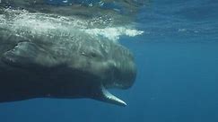 The Sperm Whales of Dominica | Sunday on 60 Minutes