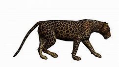 Leopard walking on a white background