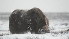 Musk ox eating in the mountains. Winter time, static camera.