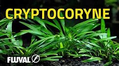 Species Spotlight | Cryptocoryne