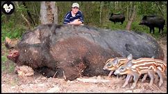 How Farmers Deal With Giant Wild Boars Attacking Farms And Crops